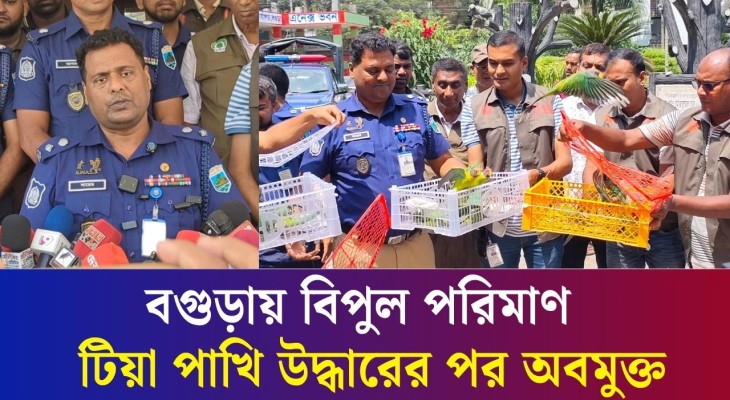 বগুড়ায় বিপুল পরিমাণ পেরাটিক টিয়া পাখি উদ্ধারের পর অবমুক্ত